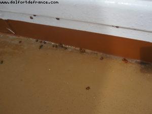 ladybugs invasion - Our 28th Atlantis cruise (Eurodam)