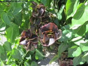 Grand Cayman - Our 31st Atlantis cruise (Liberty of the Seas)