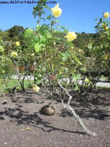 Wellington - Our 32nd Atlantis cruise (Volendam)