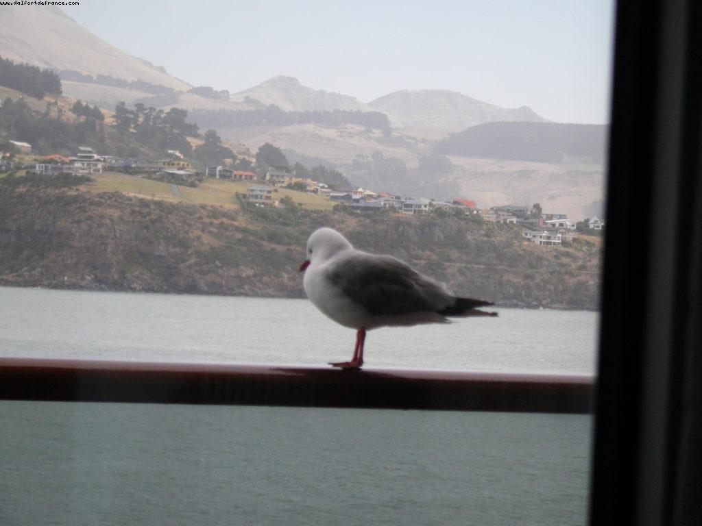 Our 32nd Atlantis cruise (Volendam)