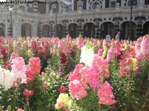 Dunedin - Our 32nd Atlantis cruise (Volendam)