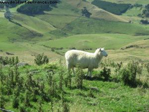 Dunedin - Our 32nd Atlantis cruise (Volendam)