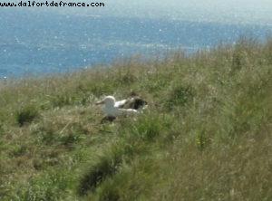 Dunedin - Our 32nd Atlantis cruise (Volendam)