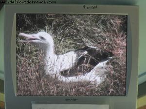 Dunedin - Our 32nd Atlantis cruise (Volendam)
