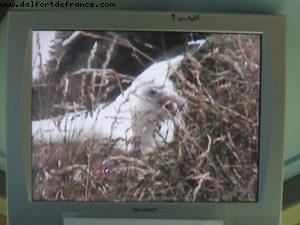 Dunedin - Our 32nd Atlantis cruise (Volendam)