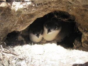 Dunedin - Our 32nd Atlantis cruise (Volendam)