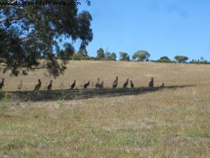 Yarra Valley - Melbourne - Our 32nd Atlantis cruise (Volendam)