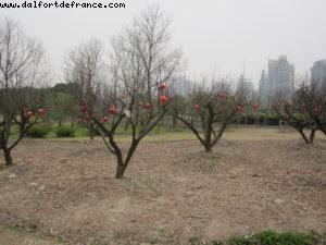 Century Park - Shanghai