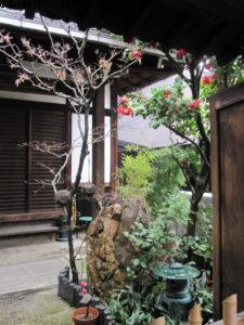 Kyoto - Our 33rd Atlantis cruise (Azamara Quest)