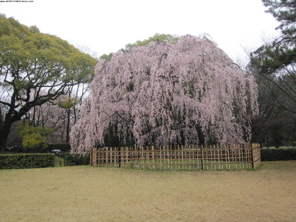 Kyoto - Our 33rd Atlantis cruise (Azamara Quest)