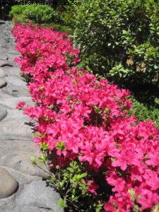 Kagoshima - Our 33rd Atlantis cruise (Azamara Quest)