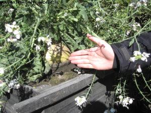 Kagoshima - Our 33rd Atlantis cruise (Azamara Quest)