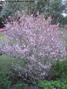 Kagoshima - Our 33rd Atlantis cruise (Azamara Quest)