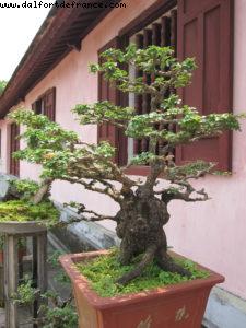 Imperial City of Hué - Our 34th Atlantis cruise (Azamara Quest)