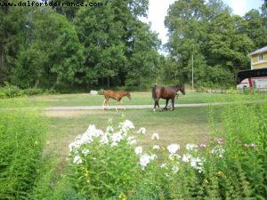 Savijarvi Farm - Our 35th Atlantis cruise (Eurodam)
