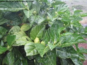 Kona - Big Island (La Grande île) - Notre 7eme croisière RSVP (à bord du Pride of Hawaii)(Nov 2010