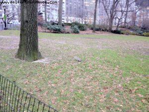 Central Park - New York