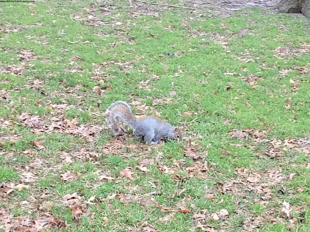 Central Park - New York