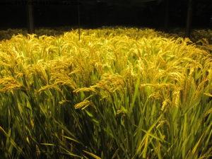 China Pavillion - Shanghai Expo