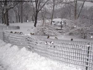 Tempête de neige - New York