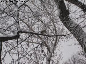 Tempête de neige - New York