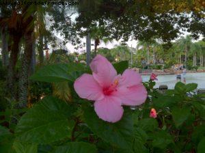 Riptide - Let's go play Typhoon Lagoon - Walt Disney World