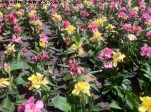 Gay day @ Magic Kingdom - Walt Disney World