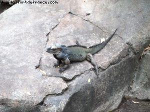 Animal Kingdom- Walt Disney World