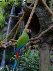 Animal Kingdom- Walt Disney World