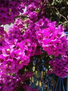 Sidi Bou Said - Tunis - Our 9th RSVP cruise (Nieuw Amsterdam)ia - Our 9th RSVP cruise (Nieuw Amsterdam)