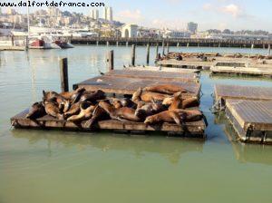 Pier 39-Fisherman'wharf - San Francisco