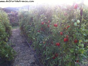 Yountville - Napa Valley