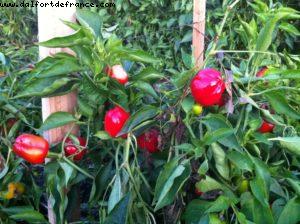 French Laundry - Yountville - Napa Valley