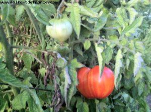 French Laundry - Yountville - Napa Valley
