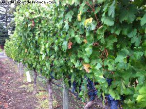 Phelps Vignoble - Napa Valley