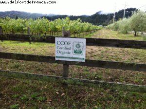 Spottswoode Vignoble - Napa Valley