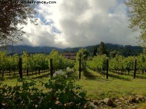 Spottswoode Vignoble - Napa Valley