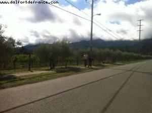 Spottswoode Vignoble - Napa Valley