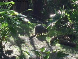 Animal Kingdom - Walt Disney World