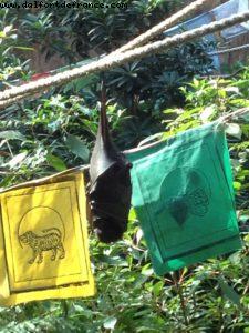 Animal Kingdom - Walt Disney World