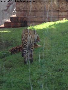 Animal Kingdom - Walt Disney World