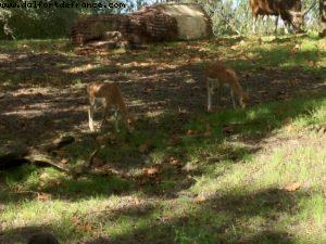 Animal Kingdom - Walt Disney World