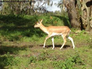 Animal Kingdom - Walt Disney World