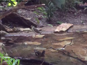 Animal Kingdom - Walt Disney World