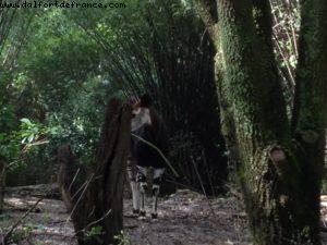 Animal Kingdom - Walt Disney World