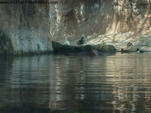 Animal Kingdom - Walt Disney World