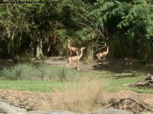Animal Kingdom - Walt Disney World
