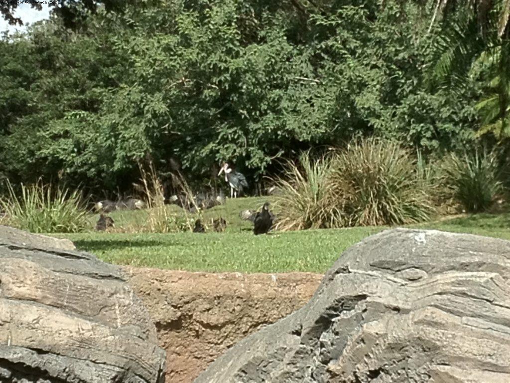 Animal Kingdom - Walt Disney World