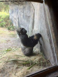 Animal Kingdom - Walt Disney World