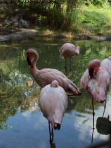 Animal Kingdom - Walt Disney World